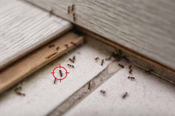 Best Mosquito Control Services  in Sheboygan, WI