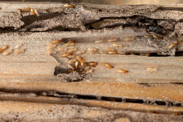 Best Residential Pest Control  in Sheboygan, WI